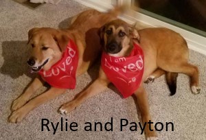 Rylie and Payton medium size, tan dogs